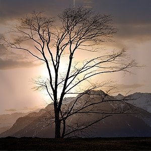 landscape, tree, mountains, height, outlook, rest, morning