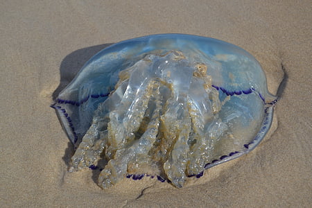 jellyfish, sand, texel, beach, blue, sea, marine life