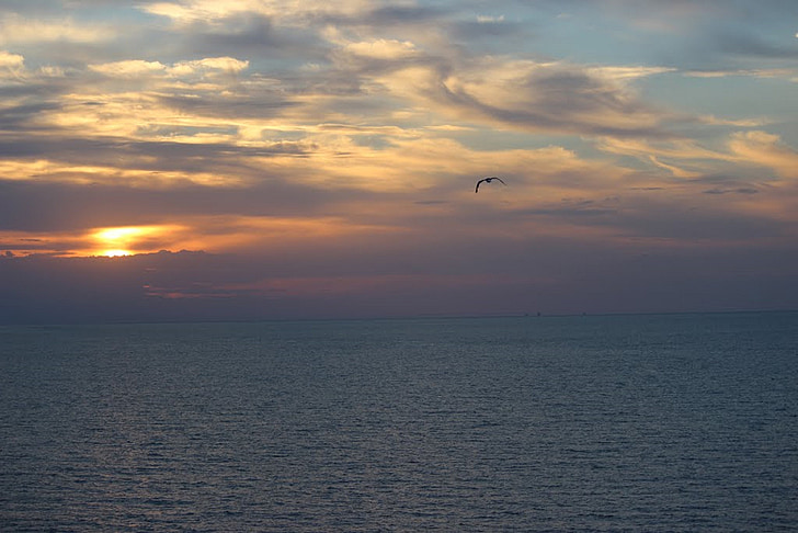 naplemente, madár, óceán, felhők, Sky, színes, madarak