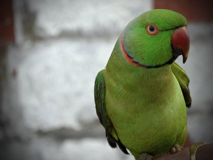 papegøje, grøn, næb, fugl, dyr, fjer, natur
