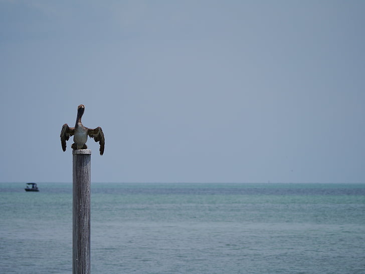 Pelikan, Florida, key west, vatten, kusten, havet, fågel