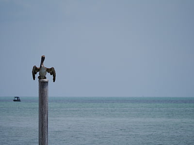 Pelikan, Florida, key west, vatten, kusten, havet, fågel