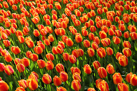 tulipes, Tulipa, taronja, vermell, fons, paper d'empaperar, flor
