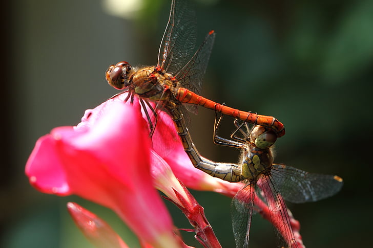dragonfly, wasserjungfer, bug, love, sex, flower