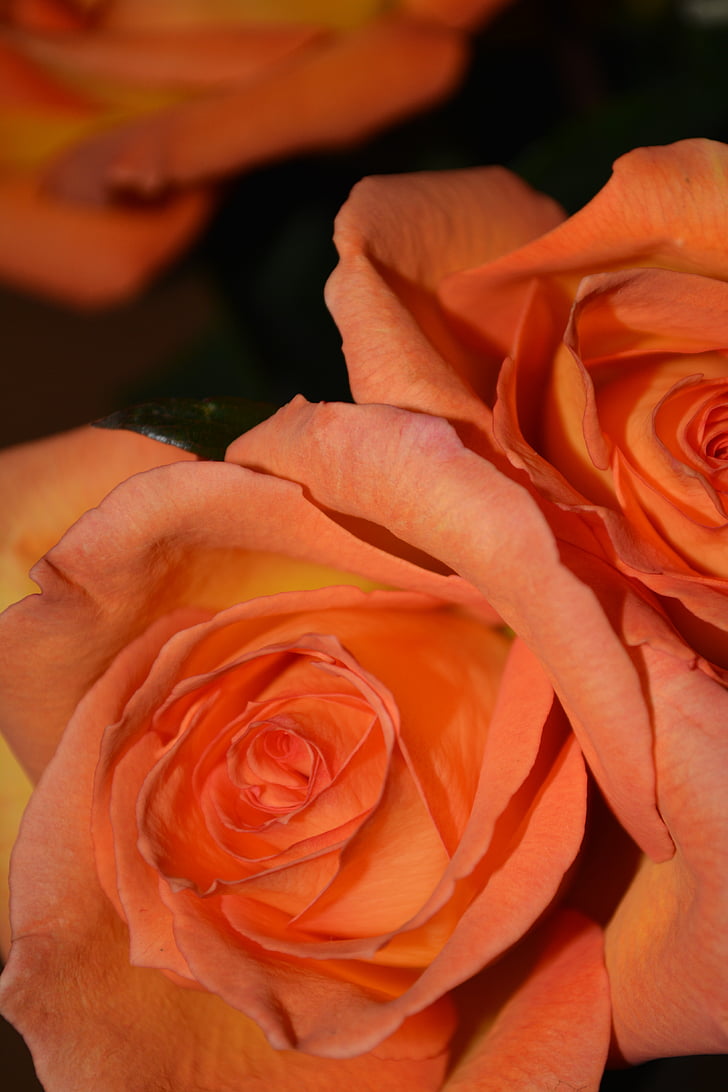 bó hoa, lãng mạn, Lễ kỷ niệm, Hoa, tươi, Sân vườn, bà mẹ