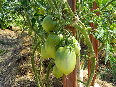 skleníkových, paradajky, Výživa, jedlo, Vegetariánstvo, zelenina, použitie