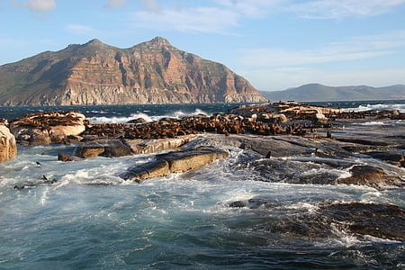 Duiker island, Sydafrika, dykare, Kap, staden, päls, Ocean