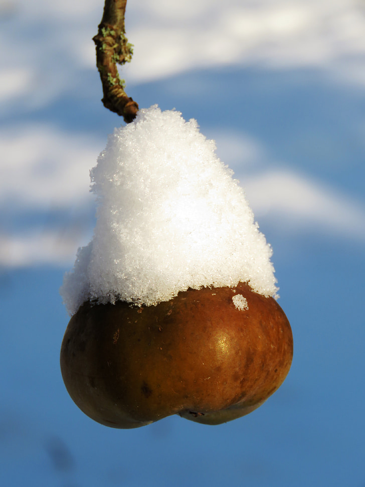 ābolu, ziemas, sniega, kapuce, zila, auksti, balta