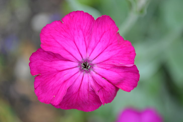 pink, flower, close-up, nature, plant, petals, rose campion