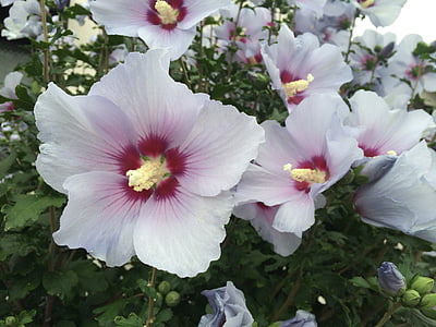 althaea rosea, balta, sarkana, violeta, zaļa, Yokosuka, Japāna, ziedi