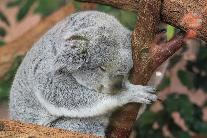 koala, fauna, animals, sleep, nap