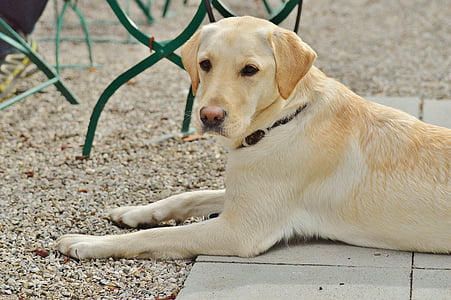 Labrador, chien, Sweet, préoccupations, animal, animal de compagnie, Dear