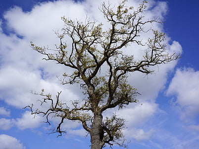 madeira, céu, nuvens, natural, Ramos, árvore de carvalho, Carvalho