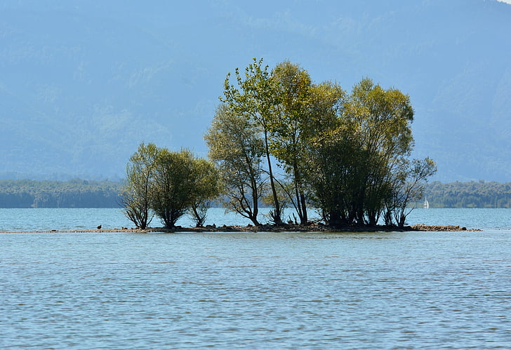 island, bushes, grove of trees, water, lake, plant, nature