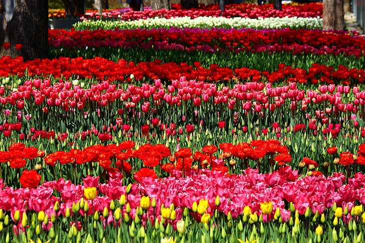 kleurrijke, Parade, het feest van tulpen, Tulpen, Konya