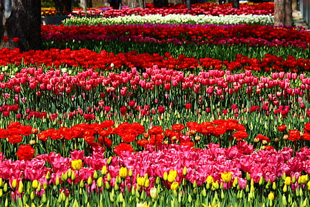 colorido, desfile, a festa de tulipas, tulipas, Konya