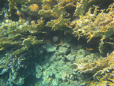 Coral, Rudé moře, Egypt, potápění