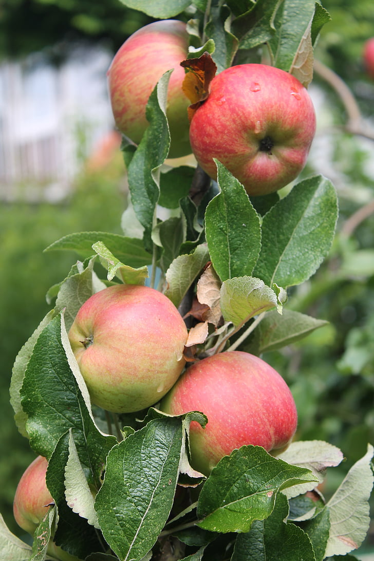 árvore de maçã, Apple, vermelho, verde, Verão, jardim