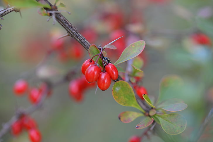 barberry, berberis, plant, red fruits, nature
