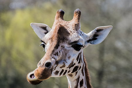 girafe, Zoo, manger, faune animale, animaux à l’état sauvage, partie du corps animal, un animal