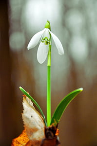 snowdrop, spring, spring flower