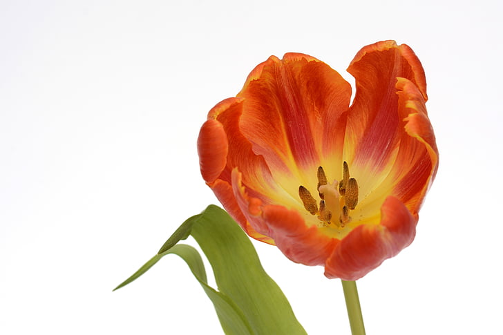 tulipanes, flores, hojas, primavera, cerrar, naturaleza, flores de primavera