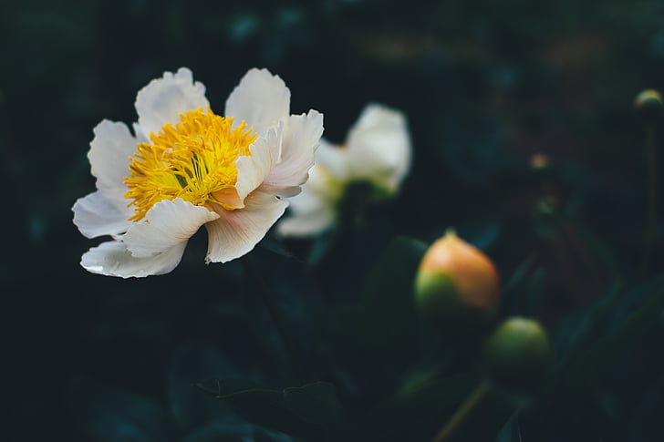 poco profundas, enfoque, Fotografía, Blanco, amarillo, flores, naturaleza