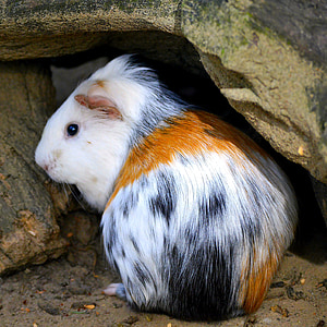 Guinea pig, colorato, bella, mare di colore, Colore, chiudere, animale