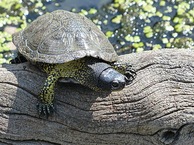 turtle, animal, nature