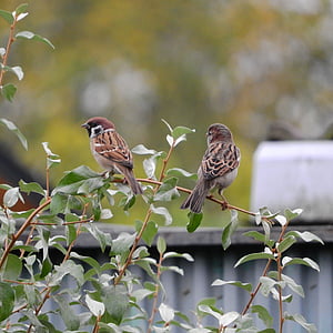 Sparrow, forbipasserende montanus, eurasiske treet sparrow, fugler i buskene, fuglen, dyr, dyreliv