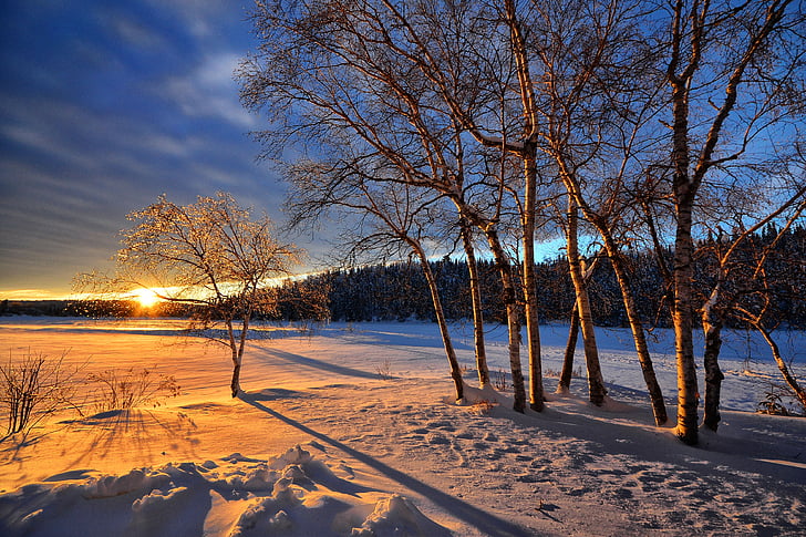 západ slnka, zimné, sneh, za studena, stromy, breza, Príroda