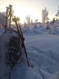 téli, vadászat, hideg, hó, reggel, nap, erdő
