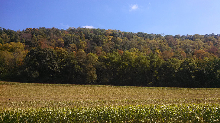 kukurica, kukuričnom poli, jeseň, jeseň, poľnohospodárstvo, pole, plodín