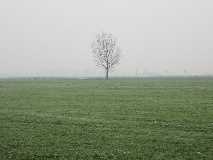 hiver, nature, campagne de, brouillard, arbre, gris