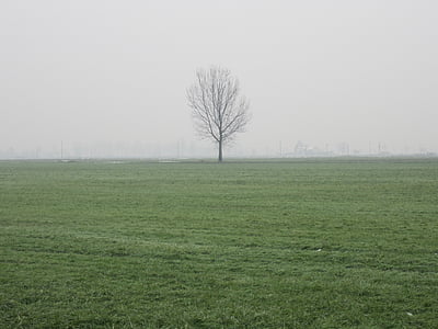 zimowe, Natura, kampanii, mgła, drzewo, szary