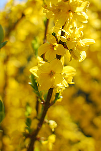 나뭇가지, 노랑 꽃 등, 봄, 노란색, 자연, 꽃