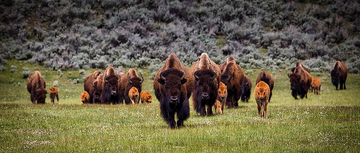 bison, buffalo, herd, wildlife, animals, yellowstone national park, landscape