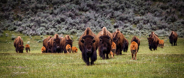 Bizon, Buffalo, stado, dzikich zwierząt, zwierzęta, park narodowy Yellowstone, krajobraz