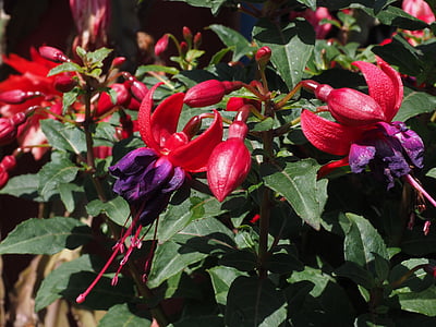 fuchsia, blomster, blomst, kæmpenatlysolie drivhus, Prydplante, rød, gartenstaude