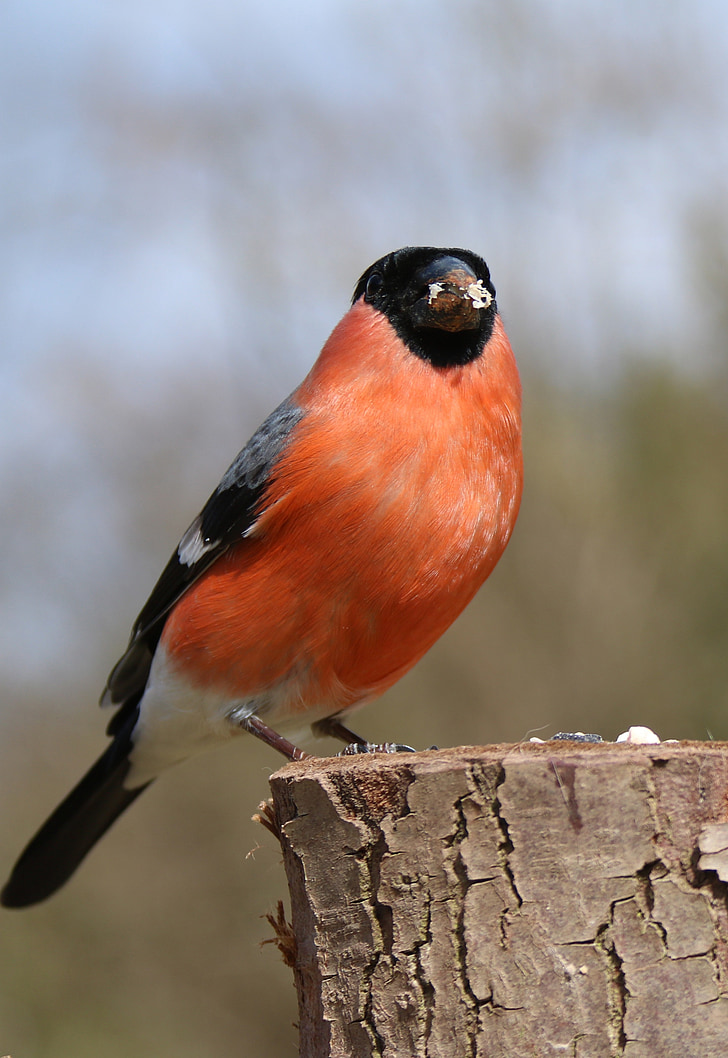 bullfinch, mann, fuglen, natur, rød, Finch, våren