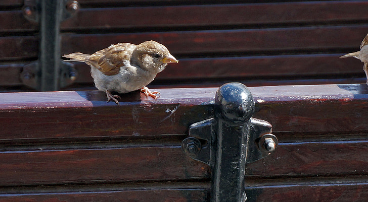 birds, sparrow, fence
