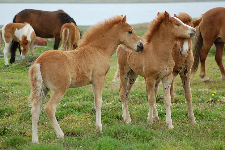 foal, Islandia kuda, Islandia