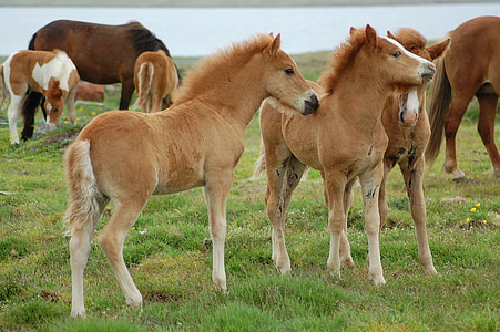 Жеребенок, Исландские лошади, Исландия