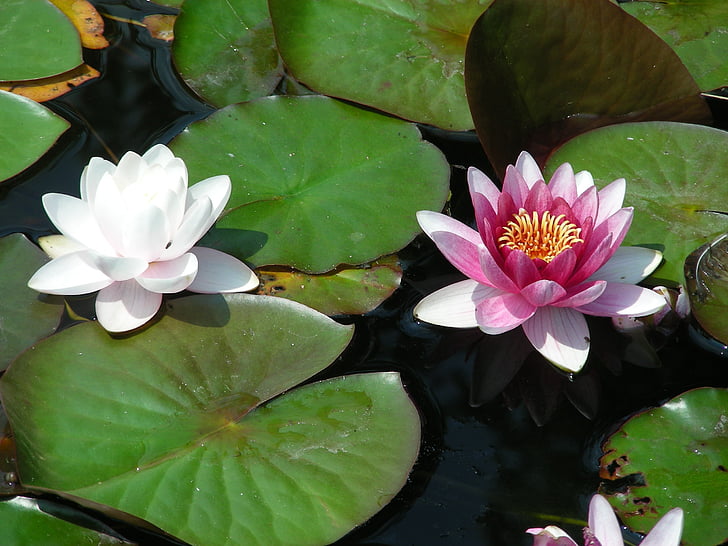 blossom, bloom, plant, pond, nature, water Lily, lake