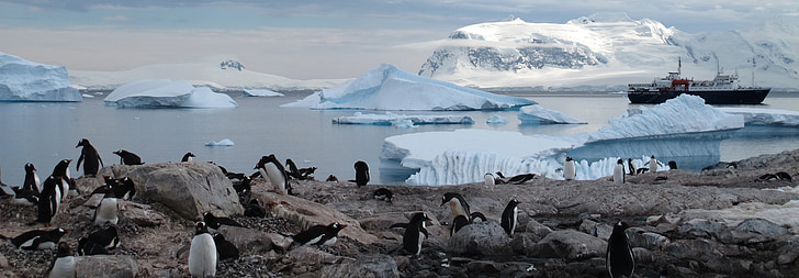 Antarktyda, pingwiny, zwierzęta, Turystyka, bezdroża, śnieg, ptak