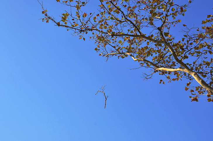 hösten, träd, himmel, grenar, blåhimmel, Battery park ny, naturen