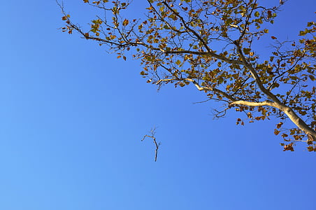 hösten, träd, himmel, grenar, blåhimmel, Battery park ny, naturen