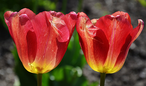 flor, Tulip, primavera, naturaleza, flores, floración, ramo de la