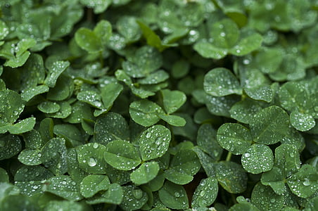 clover, drop of water, rain, wet, plant, rainy season, leaf