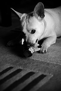 adorabil, câine, drăguţ, juca, blackandwhite